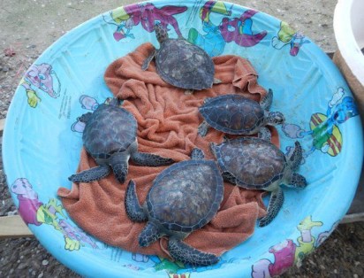 309880_10151391974638728_16959671_n